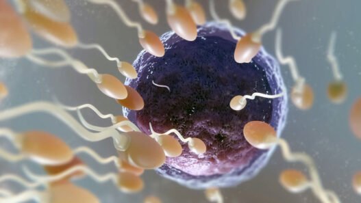 Tüp bebek Yumurta Hücreleri