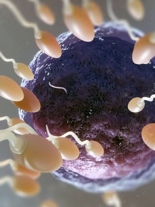 Tüp bebek Yumurta Hücreleri