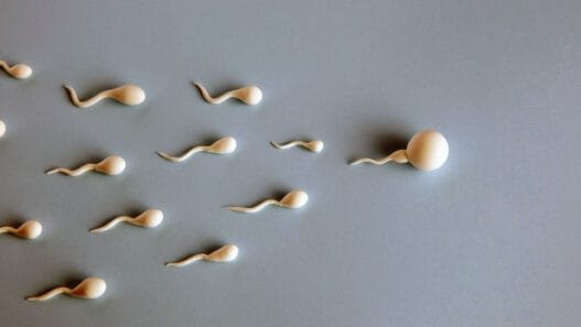 Sperm