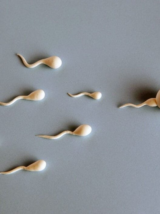 Sperm