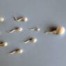 Sperm