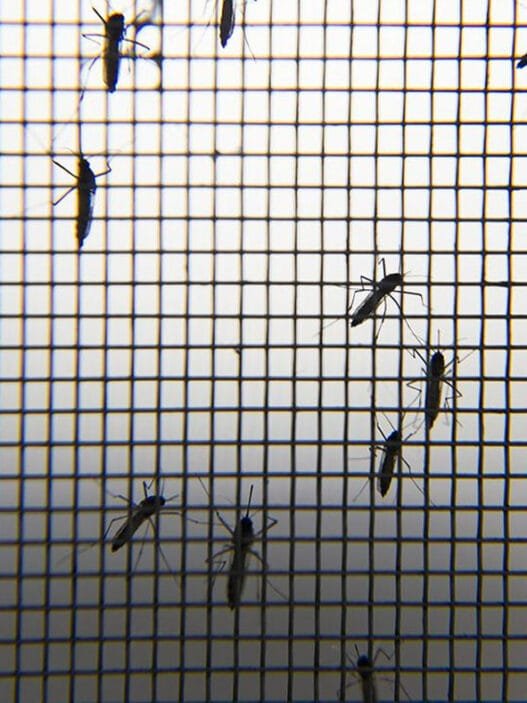 ABD'de Sivrisinekten Bulaşan Virüs Nedeniyle Bir Kişi Hayatını Kaybetti