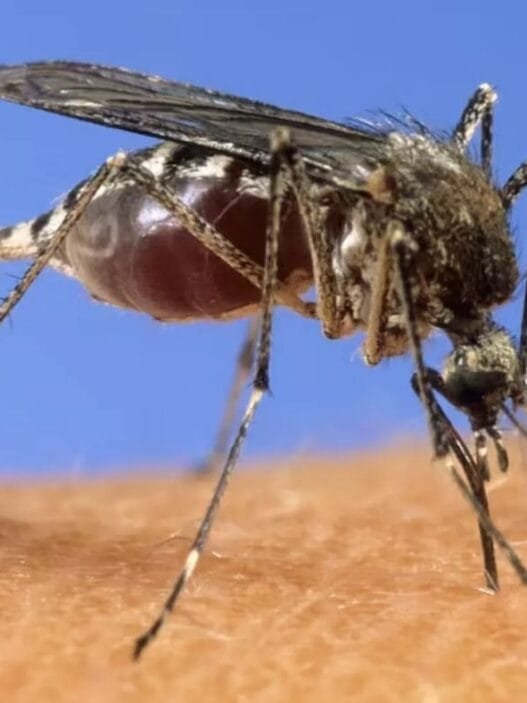 Türkiye'de Tespit Edilen Batı Nil Virüsü Hakkında Bilmeniz Gerekenler