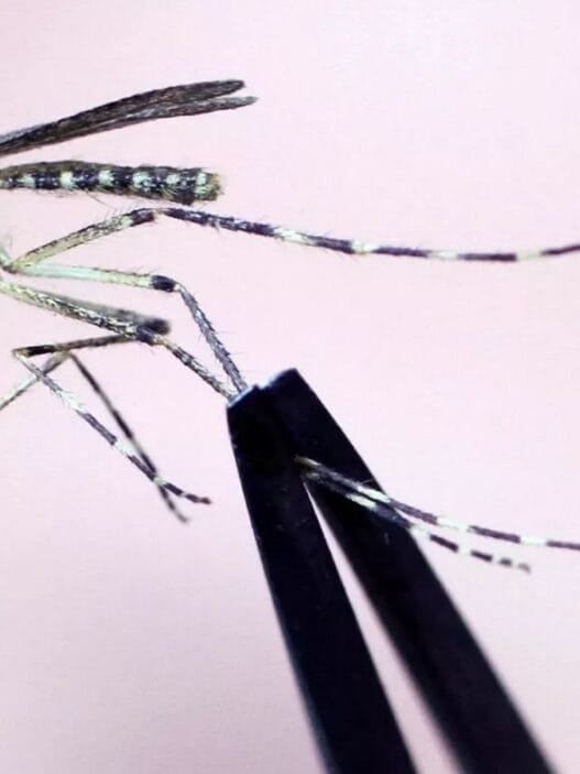 ABD ve Avrupa'da Artan Sivrisinek Kaynaklı Hastalıklar