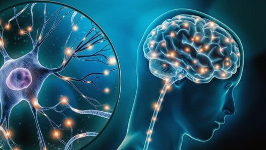 Yutkunmanın Sineklerde Serotonin Salınımını Tetiklediği Keşfedildi: Araştırma