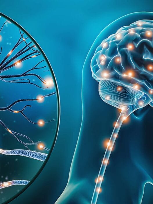 Yutkunmanın Sineklerde Serotonin Salınımını Tetiklediği Keşfedildi: Araştırma