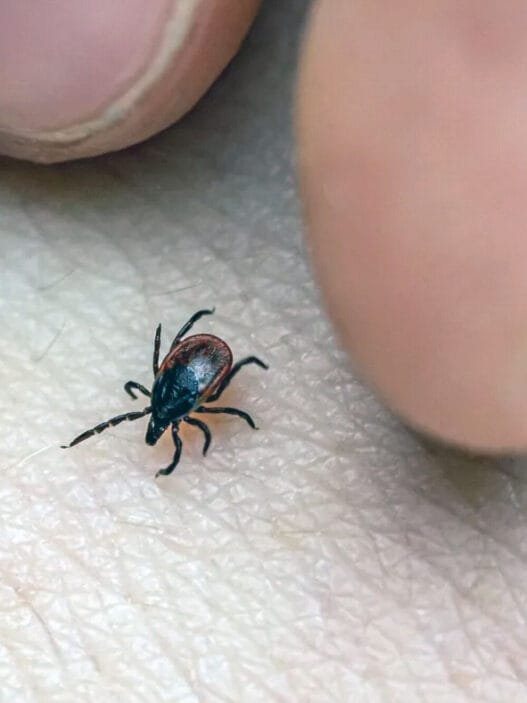 Çin’de Kene Kaynaklı Yeni Bir Virüs