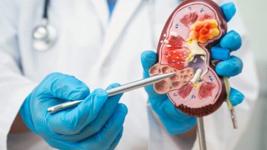 Hafıza Sadece Beyinde Değil Böbrek ve Sinir Hücreleri de Anı Depoluyor