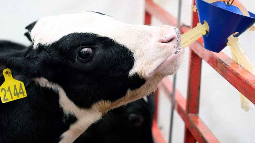 ABD'deki bir hayvan hastalıkları araştırma tesisinde bir süt ineği ağılda duruyor.