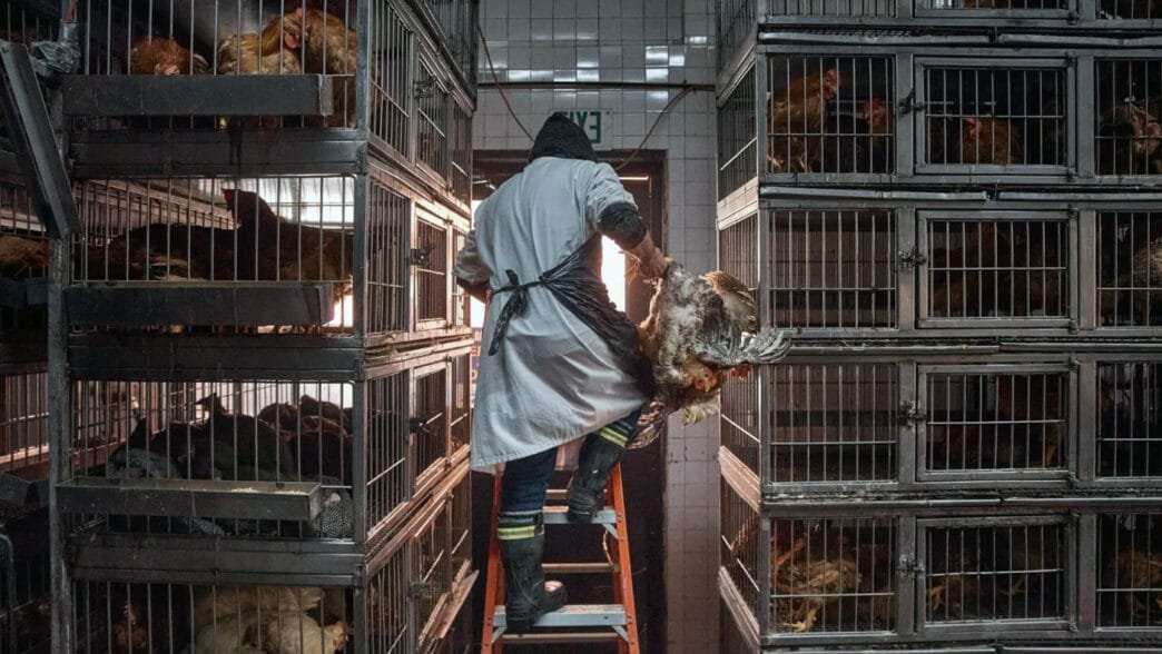 Bir işçi New York'ta bir kümes hayvanı dükkanında kesmek üzere bir tavuk alıyor