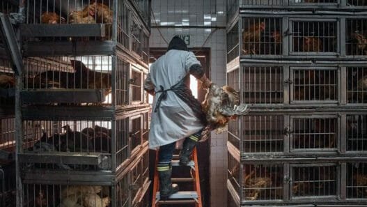 CDC: Kuş Gribi ABD’de Süt İnekleri ve Veterinerler Arasında Sessizce Yayılıyor