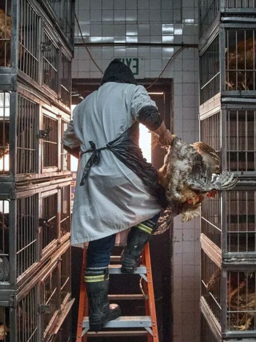 Bir işçi New York'ta bir kümes hayvanı dükkanında kesmek üzere bir tavuk alıyor